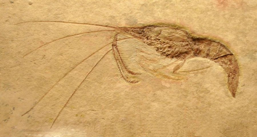 Fosil de la gamba extinta aeger