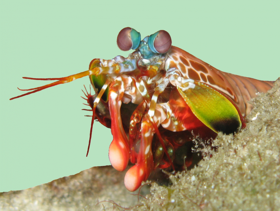 Gamba mantis