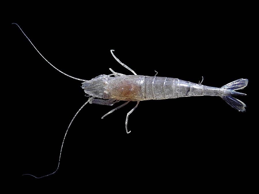 Crangon crangon es uno de las gambas más consumidas en el planeta