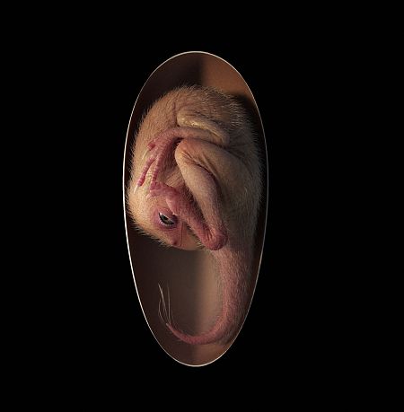 Recreación gráfica del 'Bebé Yingliang'