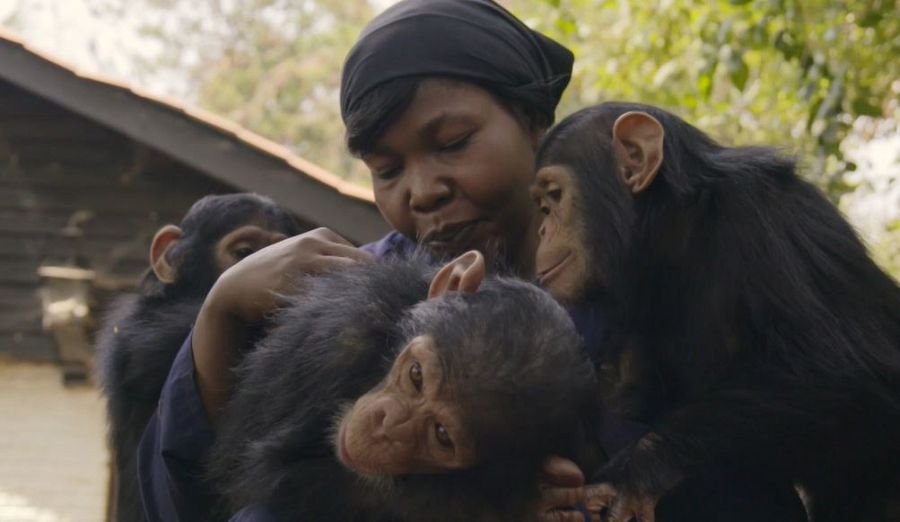 Mama Zawadi y sus bebés chimpancé en Lwiro