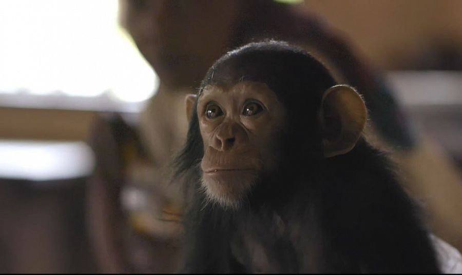 Kalima fue la primera chimpancé que cuidó Mama Zawadi