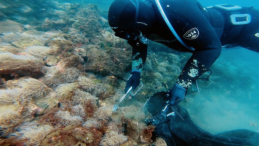 Anémonas, en el nuevo recorrido gastronómico