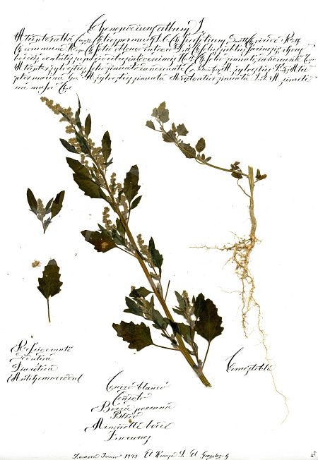 Cenizo silvestre comestible