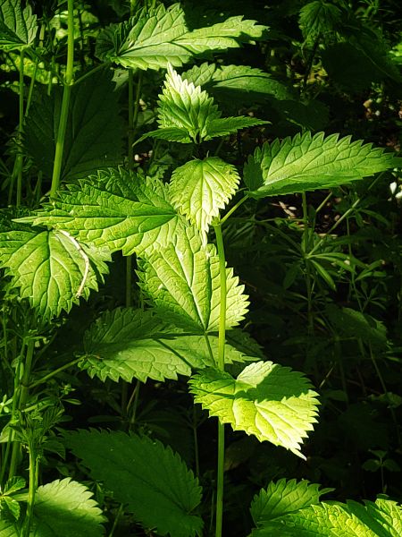 Ortiga planta silvestre comestible