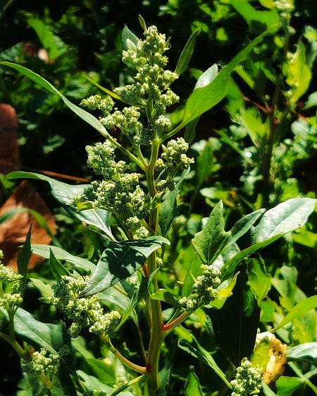 Cenizo silvestre comestible