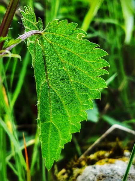 Hoja de ortiga
