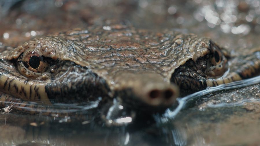 Wild Latam. Cocodril