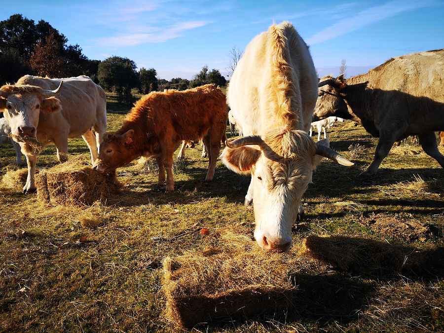 Acompañamos a Carlos a dar de pastar a sus vacas