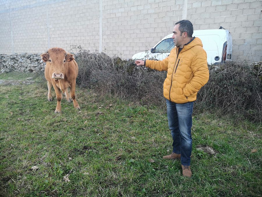 Carlos tiene sus vacas repartidas por parcelas de distintos tamaños