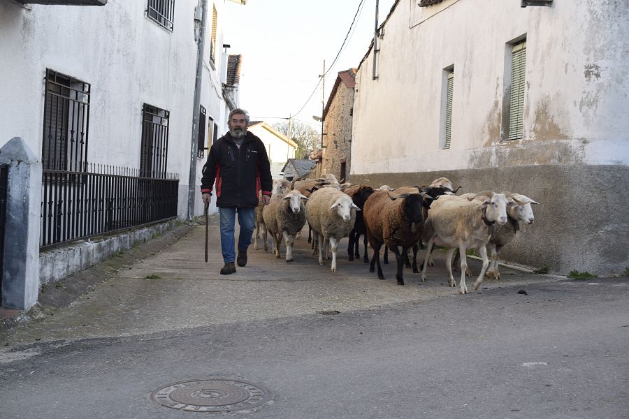 En Casillas de Flores casi todos tienen ganado, incluso teniendo otros negocios