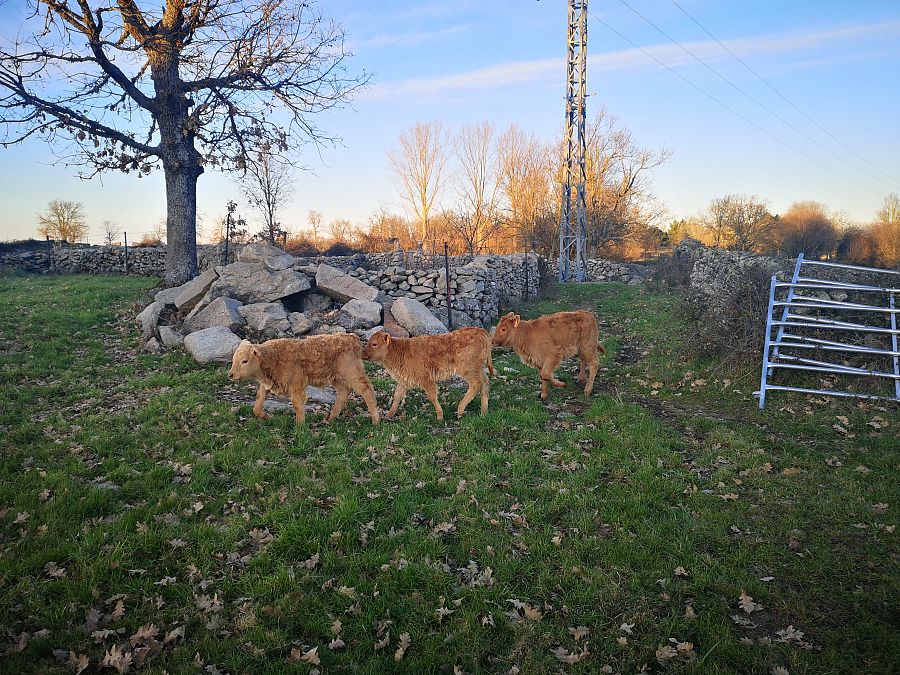 Los terneros se envían a engordar a los seis o siete meses de nacer