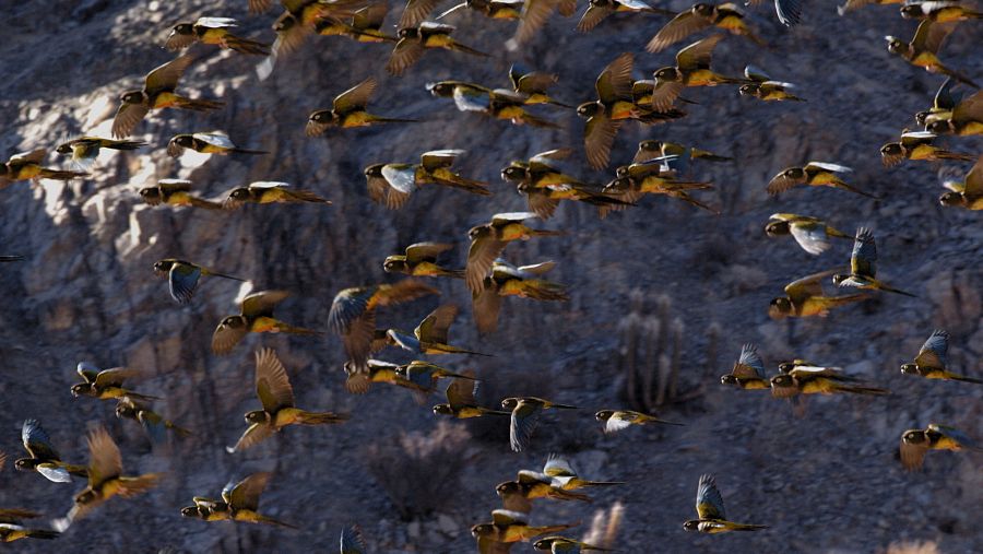 Wild Latam. Cotorres de la Patagònia al desert d'Atacama