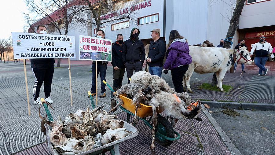 Ganaderos protestan con ovejas muertas por lobos