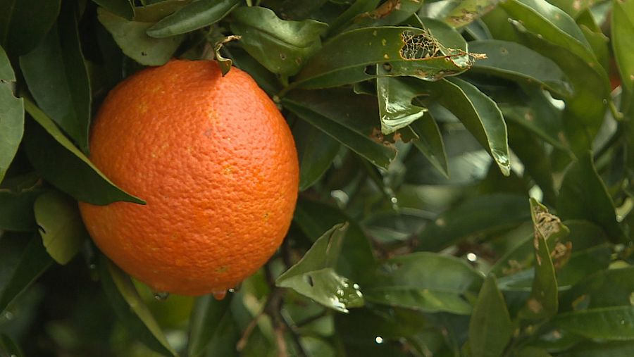 La variedad navelina es la más afectada por los precios bajos en la Comunitat Valenciana