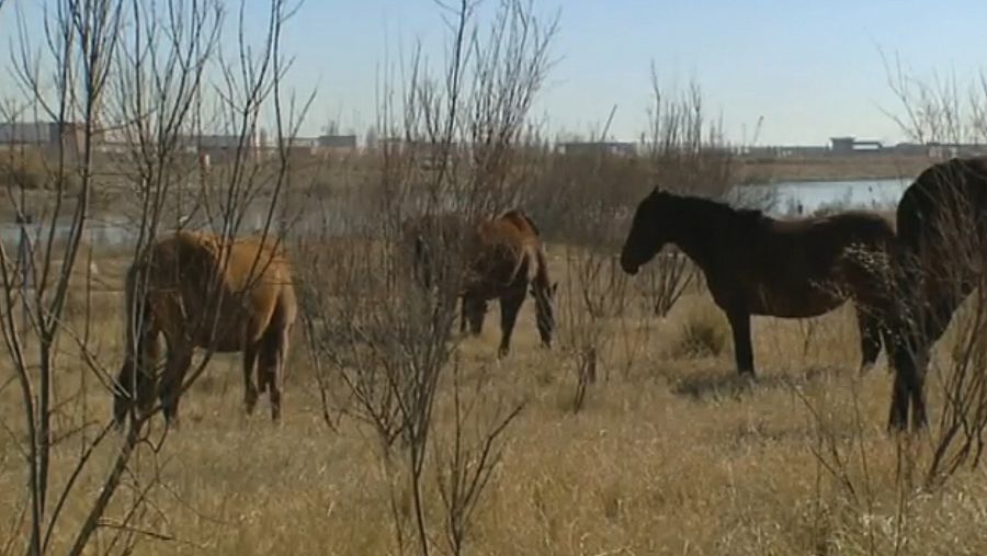 Al Delta del Lobregat s'hi poden veure ocells, rèptils, anfibs i també cavalls