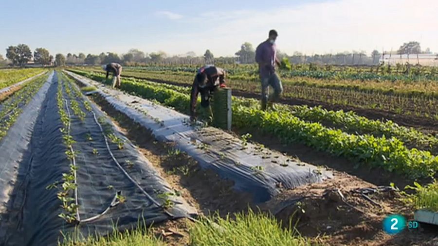 Els pagesos del Baix Llobregat conreen tant producte de regadiu com de secà