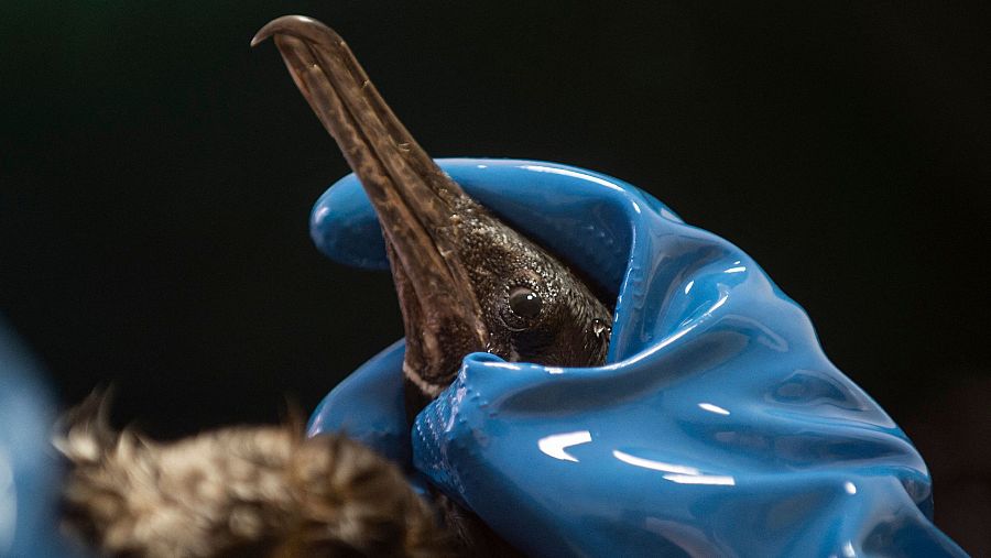 Especialistas realizan trabajos de limpieza para eliminar el aceite de un cormorán manchado de petróleo