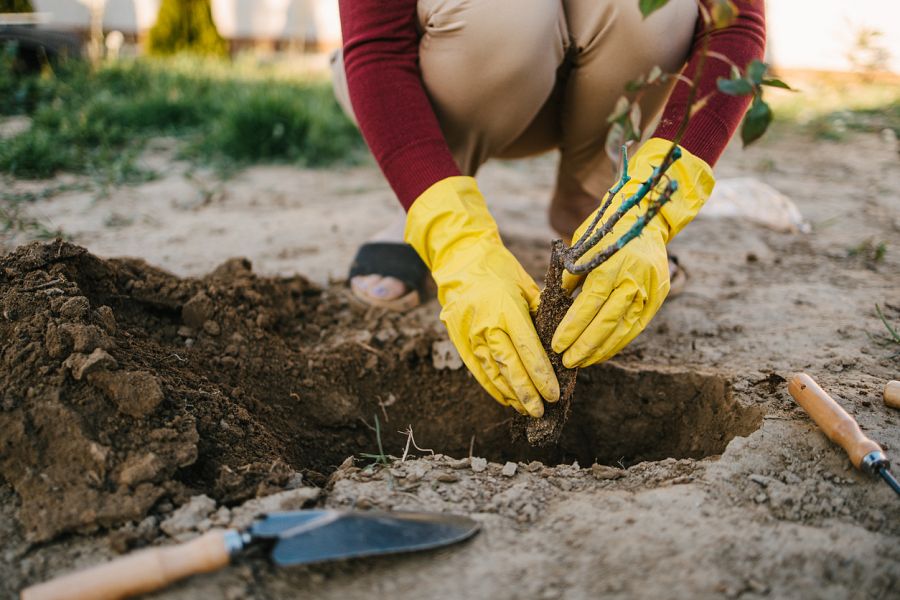 Cómo plantar un árbol frutal