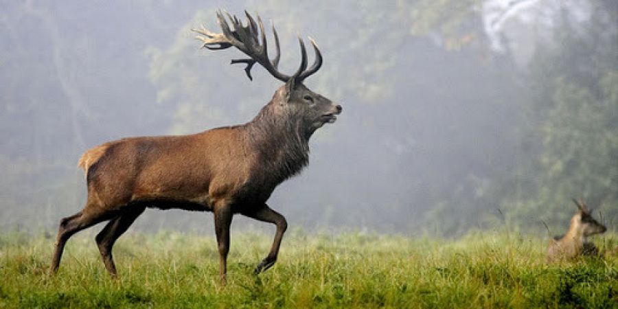 La brama del cèrvol de Berberia ha tornat al Parc Natural de Tazekka