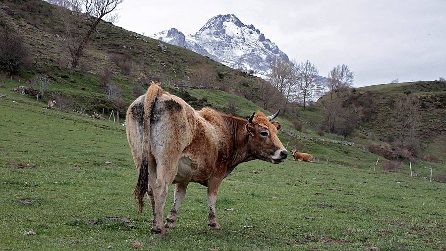 Ganado vacuno en una llanura leonesa, ante un panorama de nieve en las cumbres de la montaña de León