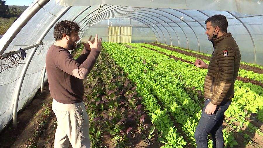 Reportero de Comando Actualidad en una huerta gallega con certificado ecológico.