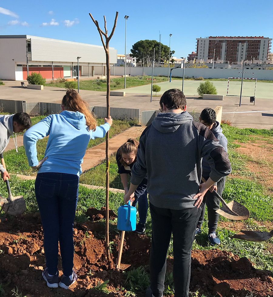 Plantación de árboles para crear una zona de sombra, en el IES Torre del Rei, en Oropesa del Mar (Castellón)