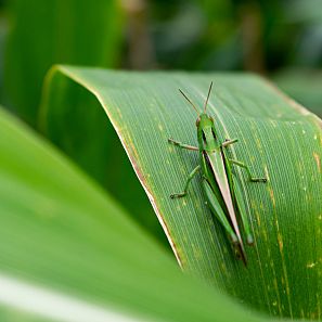 Bruselas autoriza la comercialización del grillo como alimento