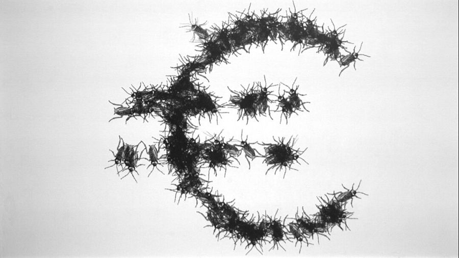 Money Honey. Euro (Antoni Abad, España. 2019)