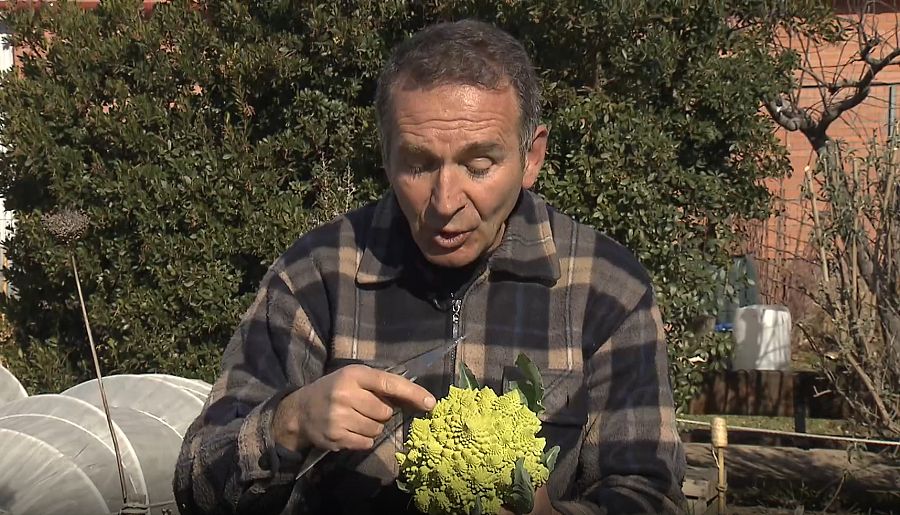 Coliflor romanesco | Huerta
