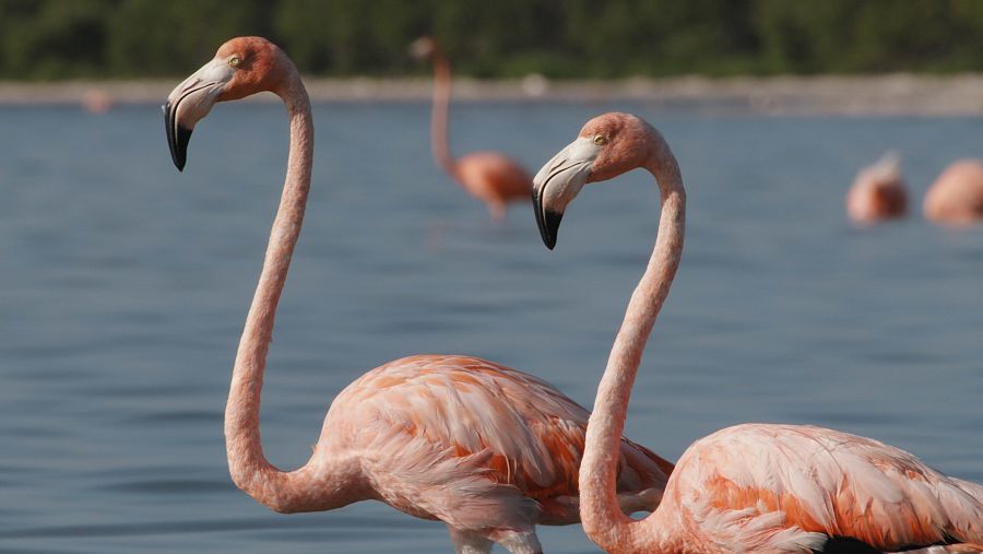 Flamencs del Carib