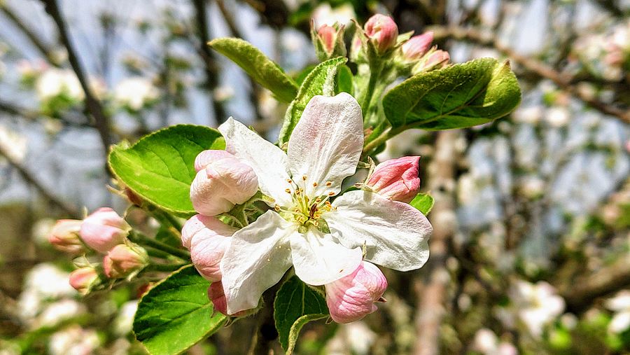 Manzano en flor en primavera cerca del pueblo de Nava, en Asturias