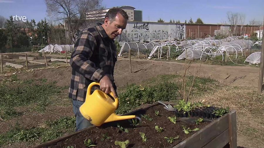 El horticultor José Manuel Sánchez cultivando las verduras