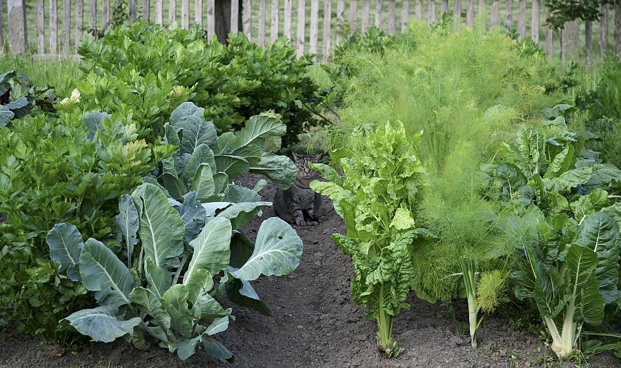 Huerto de verduras de temporada