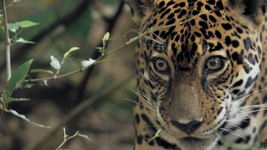 Jaguar a la selva pluvial