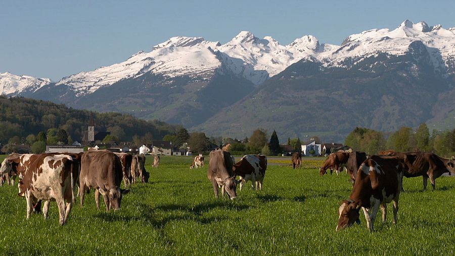 Paisatge d'un prat amb vaques i les muntanyes nevades al fons