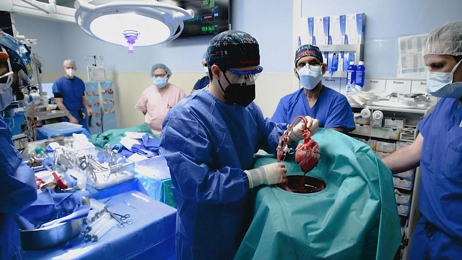 El corazon de un cerdo salva una vida en Baltimore