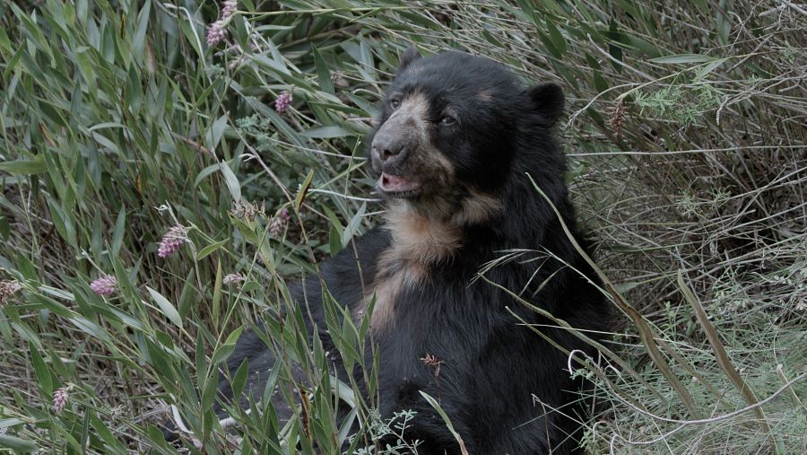 L'os d'antifaç dels Andes