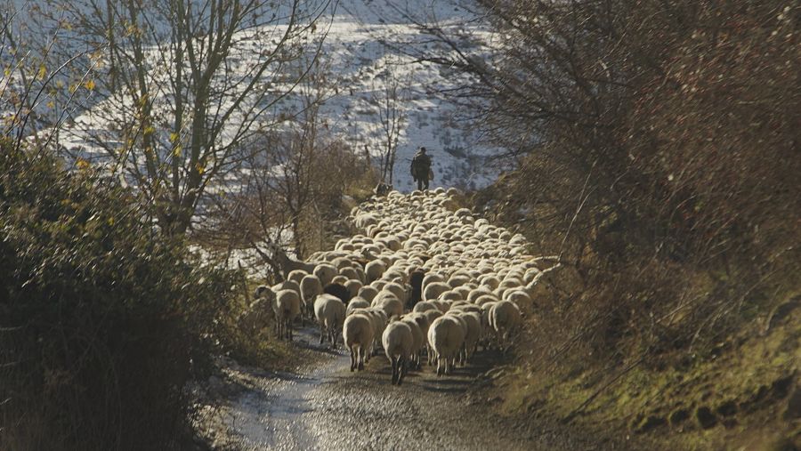 Un ramat d'ovella xisqueta al Pallars