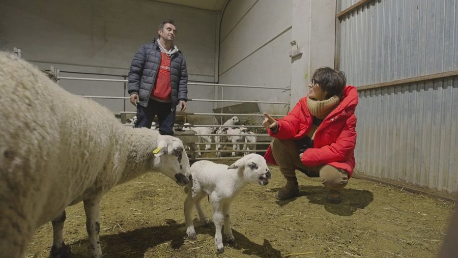 Sílvia Abril visita el Pallars Sobirà per conèixer l'ovella xisqueta