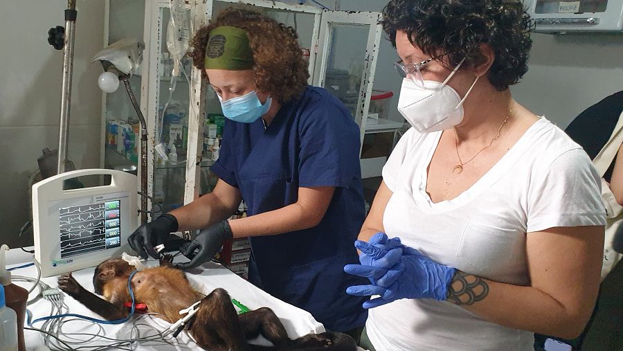 El equipo de investigadores en Manaos trabaja identificando los virus para engrosar el catálogo de posibles enfermedades