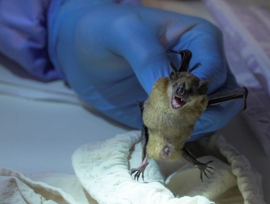 Alessandra Nava, veterinaria: 