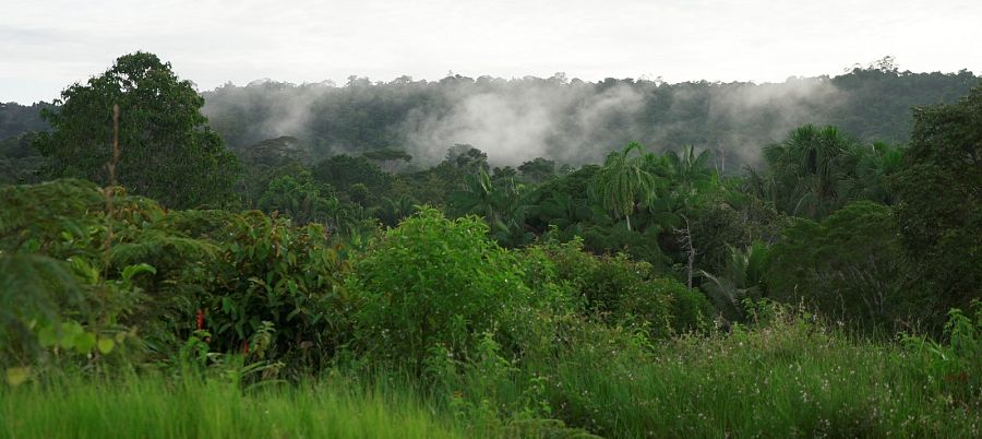 La Amazonía es uno de los ecosistemas más complejos y apasionantes del mundo