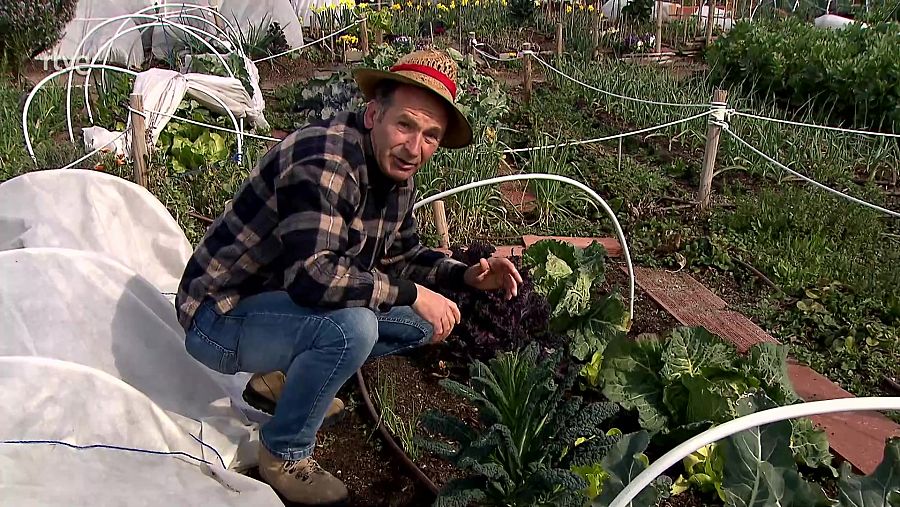 Hoticultor José Manuel Sánchez cultivando col kale en Aqui la Tierra