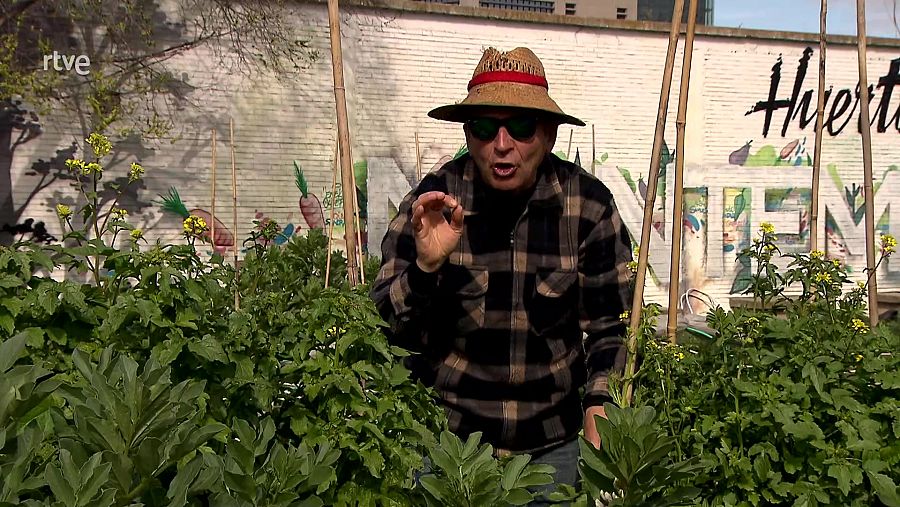 Hoticultor José Manuel Sánchez cultivando col kale en Aqui la Tierra