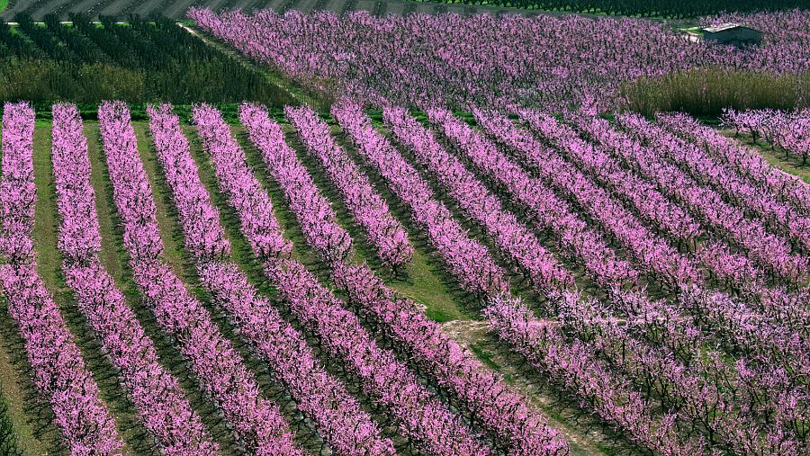 Cuando llega la primavera, los árboles frutales, melocotoneros, ciruelos y almendros se llenan de flores en Aitona, en Lleida.