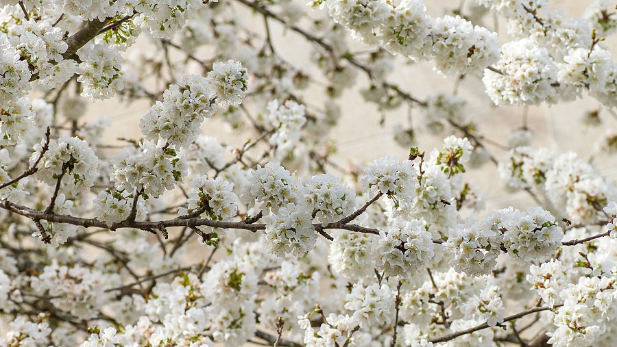 Flores de cerezo en primavera.