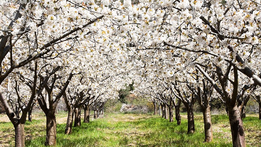 Cerezos en flor, en el valle de las Caderechas, en Burgos.