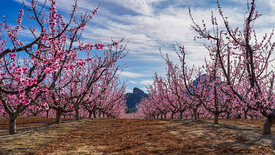 Flor de melocotón en Cieza, en la Región de Murcia.
