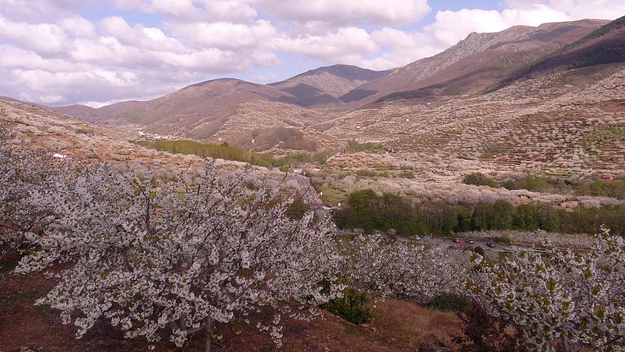 Vista de los cerezos en flor en el Valle del Jerte.